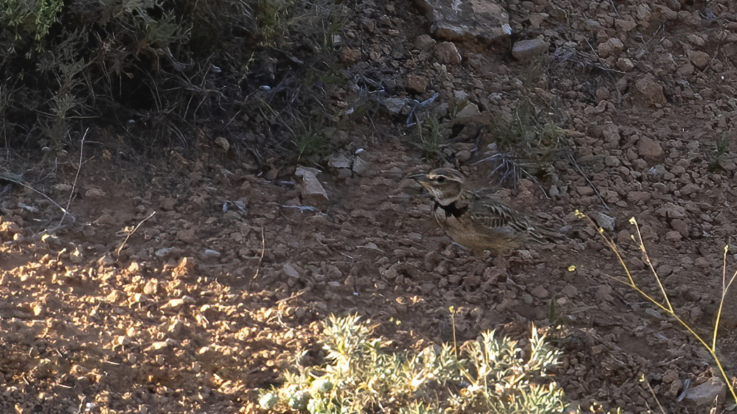 Bimaculated Lark